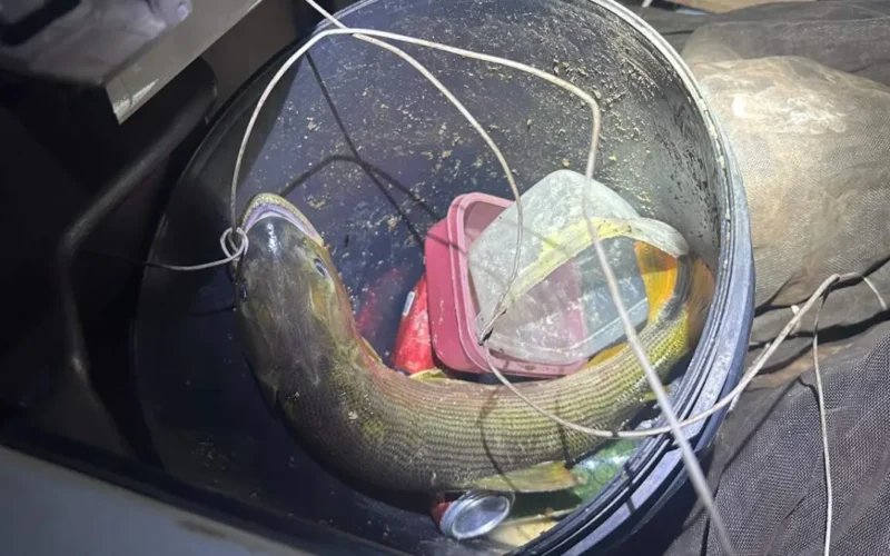 Pescador é multado em R$ 5,5 mil por transportar dourado