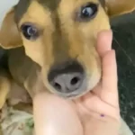 Cão Sorriso supera abandono e atropelamento e busca um lar