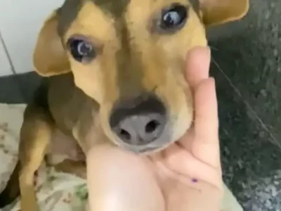 Cão Sorriso supera abandono e atropelamento e busca um lar