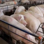 MS amplia produção de suínos em 18%, mas preço recua 25%