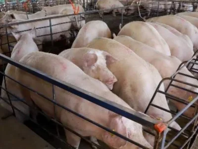MS amplia produção de suínos em 18%, mas preço recua 25%