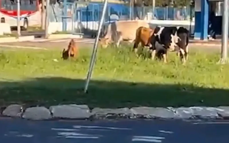Animais soltos invadem rotatória do Terminal Guaicurus