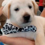 Pet shop é condenado a indenizar tutor por vender Labrador falso