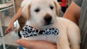 Pet shop é condenado a indenizar tutor por vender Labrador falso