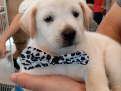Pet shop é condenado a indenizar tutor por vender Labrador falso