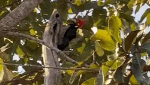 Pica-pau surge e rouba a cena na Chácara dos Poderes