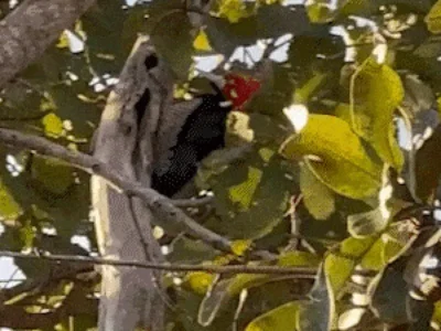 Pica-pau surge e rouba a cena na Chácara dos Poderes