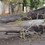Queda de árvore bloqueia rua por 24h em Campo Grande