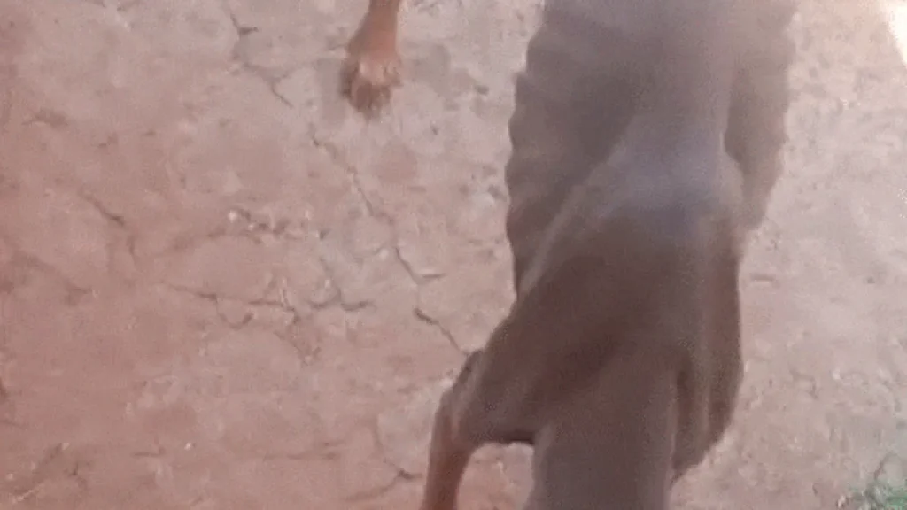 Cachorro em estado esquelético é achado em terreno abandonado em Campo Grande