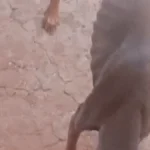 Cachorro em estado esquelético é achado em terreno abandonado em Campo Grande