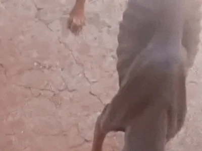 Cachorro em estado esquelético é achado em terreno abandonado em Campo Grande