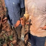 Fazendas de MS pagarão R$ 1,7 mi por trabalho escravo